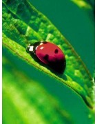 Ladybug (lieveheersbeestje)Etherische oliën/aromatherapie8717624994616