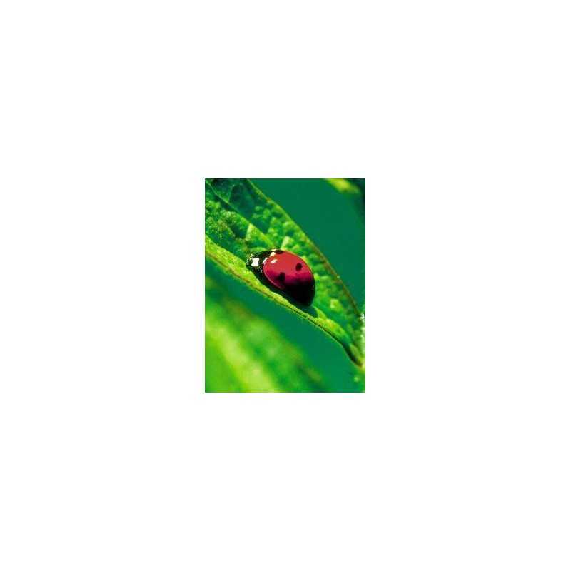 Ladybug (lieveheersbeestje)Etherische oliën/aromatherapie8717624994616