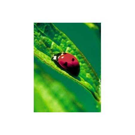 Ladybug (lieveheersbeestje)Etherische oliën/aromatherapie8717624994616