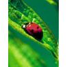 Ladybug (lieveheersbeestje)Etherische oliën/aromatherapie8717624994616