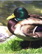 Mallard (wilde eend)Etherische oliën/aromatherapie8717624994623