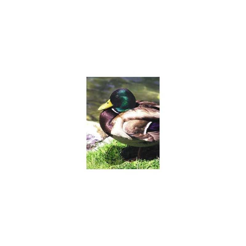 Mallard (wilde eend)Etherische oliën/aromatherapie8717624994623