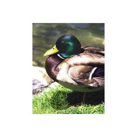 Mallard (wilde eend)Etherische oliën/aromatherapie8717624994623