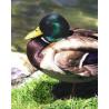 Mallard (wilde eend)Etherische oliën/aromatherapie8717624994623