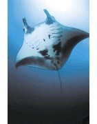 Manta ray (reuzenmanta)Etherische oliën/aromatherapie8717624994630