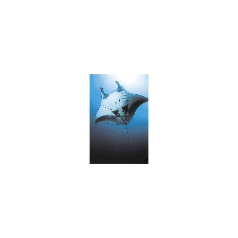 Manta ray (reuzenmanta)Etherische oliën/aromatherapie8717624994630