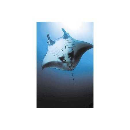 Manta ray (reuzenmanta)Etherische oliën/aromatherapie8717624994630