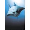 Manta ray (reuzenmanta)Etherische oliën/aromatherapie8717624994630