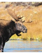 Moose (eland)Etherische oliën/aromatherapie8717624994647