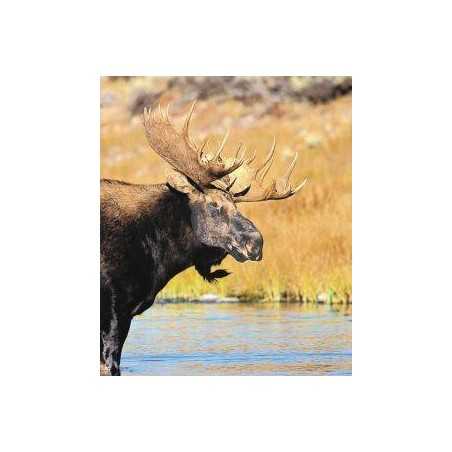 Moose (eland)Etherische oliën/aromatherapie8717624994647