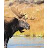 Moose (eland)Etherische oliën/aromatherapie8717624994647