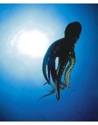 OctopusEtherische oliën/aromatherapie8717624994661