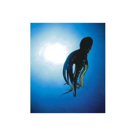 OctopusEtherische oliën/aromatherapie8717624994661