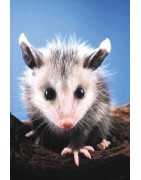 Opossum (buidelrat)Etherische oliën/aromatherapie8717624994678