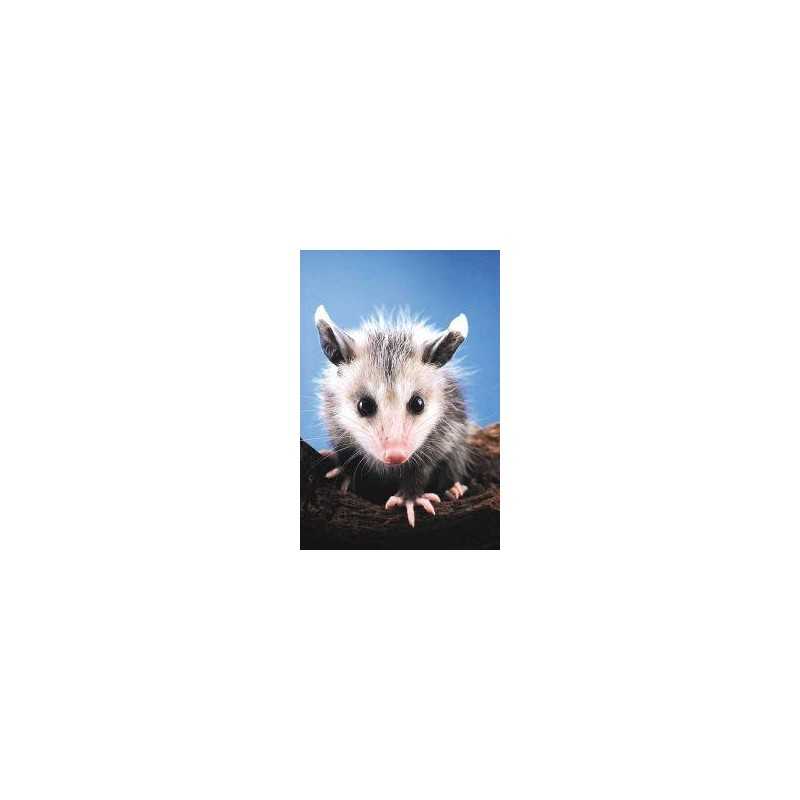 Opossum (buidelrat)Etherische oliën/aromatherapie8717624994678