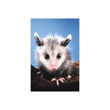 Opossum (buidelrat)Etherische oliën/aromatherapie8717624994678