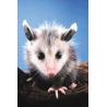 Opossum (buidelrat)Etherische oliën/aromatherapie8717624994678