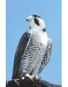 Peregrine falcon (slechtvalk)Etherische oliën/aromatherapie8717624994692