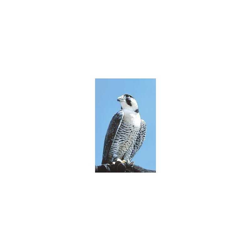 Peregrine falcon (slechtvalk)Etherische oliën/aromatherapie8717624994692