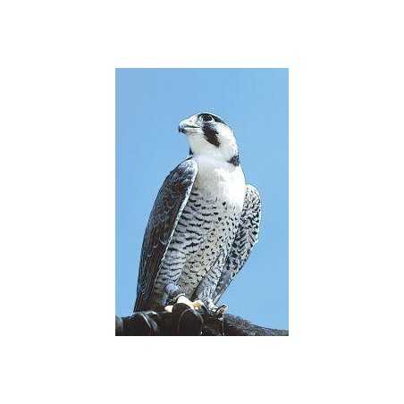 Peregrine falcon (slechtvalk)Etherische oliën/aromatherapie8717624994692