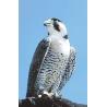 Peregrine falcon (slechtvalk)Etherische oliën/aromatherapie8717624994692