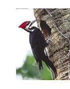 Pileated woodpecker (helmspecht)Etherische oliën/aromatherapie8717624994708