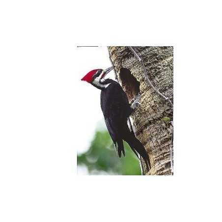 Pileated woodpecker (helmspecht)Etherische oliën/aromatherapie8717624994708