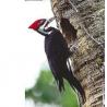 Pileated woodpecker (helmspecht)Etherische oliën/aromatherapie8717624994708