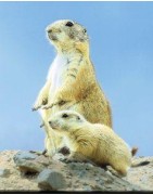 Prairie dog (prairiehond)Etherische oliën/aromatherapie8717624994715