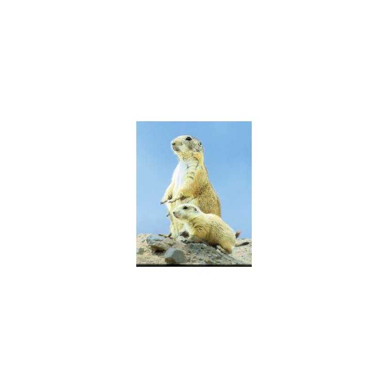 Prairie dog (prairiehond)Etherische oliën/aromatherapie8717624994715