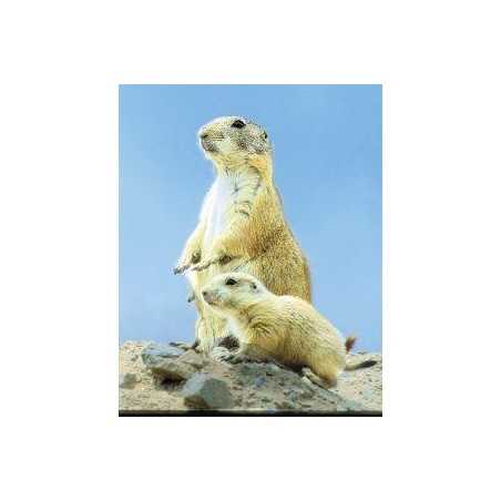 Prairie dog (prairiehond)Etherische oliën/aromatherapie8717624994715