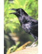 Raven (raaf)Etherische oliën/aromatherapie8717624994739