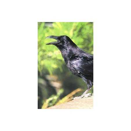 Raven (raaf)Etherische oliën/aromatherapie8717624994739