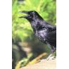 Raven (raaf)Etherische oliën/aromatherapie8717624994739