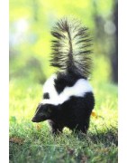 Skunk (stinkdier)Etherische oliën/aromatherapie8717624994753