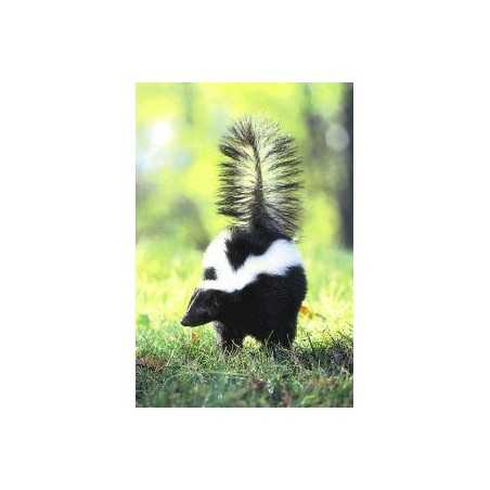 Skunk (stinkdier)Etherische oliën/aromatherapie8717624994753