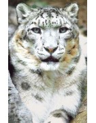 Snow leopard (sneeuwluipaard)Etherische oliën/aromatherapie8717624994777