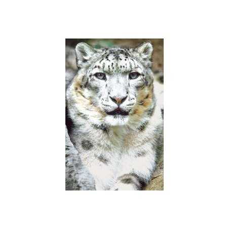 Snow leopard (sneeuwluipaard)Etherische oliën/aromatherapie8717624994777