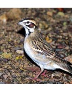 Sparrow (mus)Etherische oliën/aromatherapie8717624994784