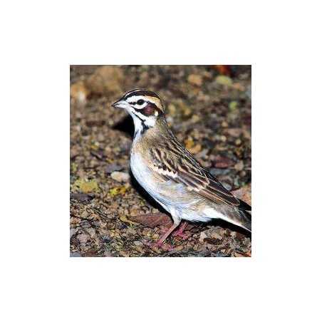 Sparrow (mus)Etherische oliën/aromatherapie8717624994784