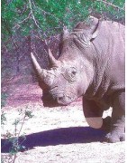 White rhinoceros (witte neushoorn)Etherische oliën/aromatherapie8717624994791