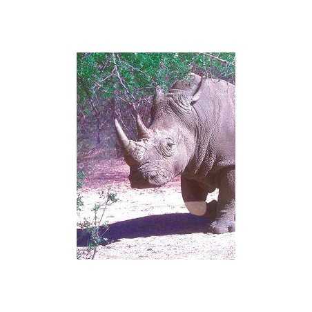 White rhinoceros (witte neushoorn)Etherische oliën/aromatherapie8717624994791