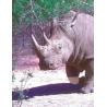 White rhinoceros (witte neushoorn)Etherische oliën/aromatherapie8717624994791