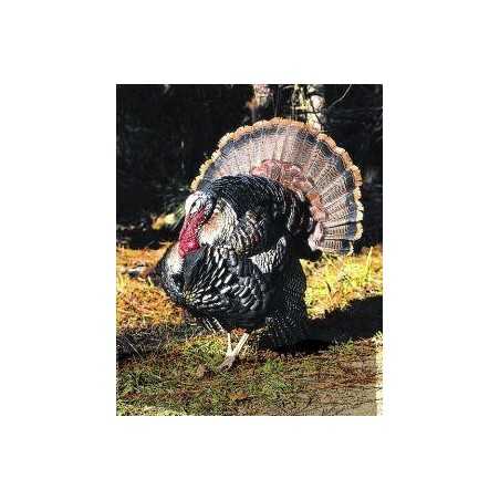 Wild turkey (kalkoen)Etherische oliën/aromatherapie8717624994814