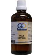 Pinus montanaFytotherapie8717473082007