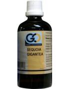 Sequoia gigantea bioFytotherapie8717473082113