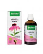 Echinacea forte + vegan bioOverig gezondheidsproducten5400706617031