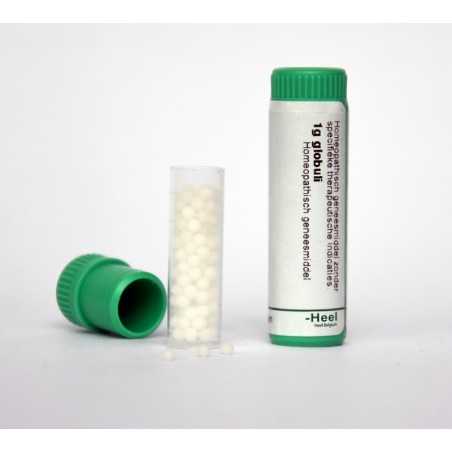 Conium maculatum LM1Artikel 4 enkelvoudig8717473028692