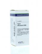 Sepia officinalis D200Artikel 4 enkelvoudig8728300946799