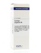 Solidago virgaurea D6Artikel 4 enkelvoudig8728300947383